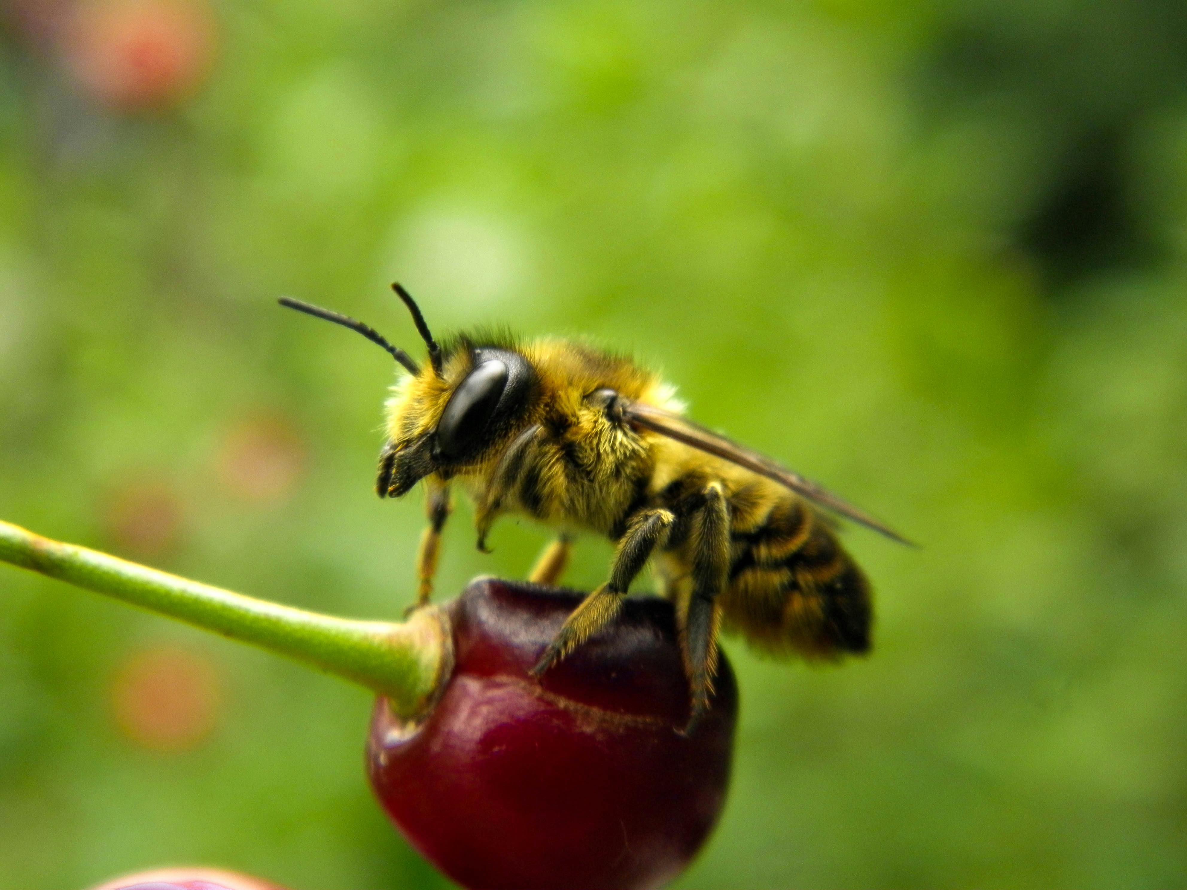 Free stock photo of bee, berry, cherry