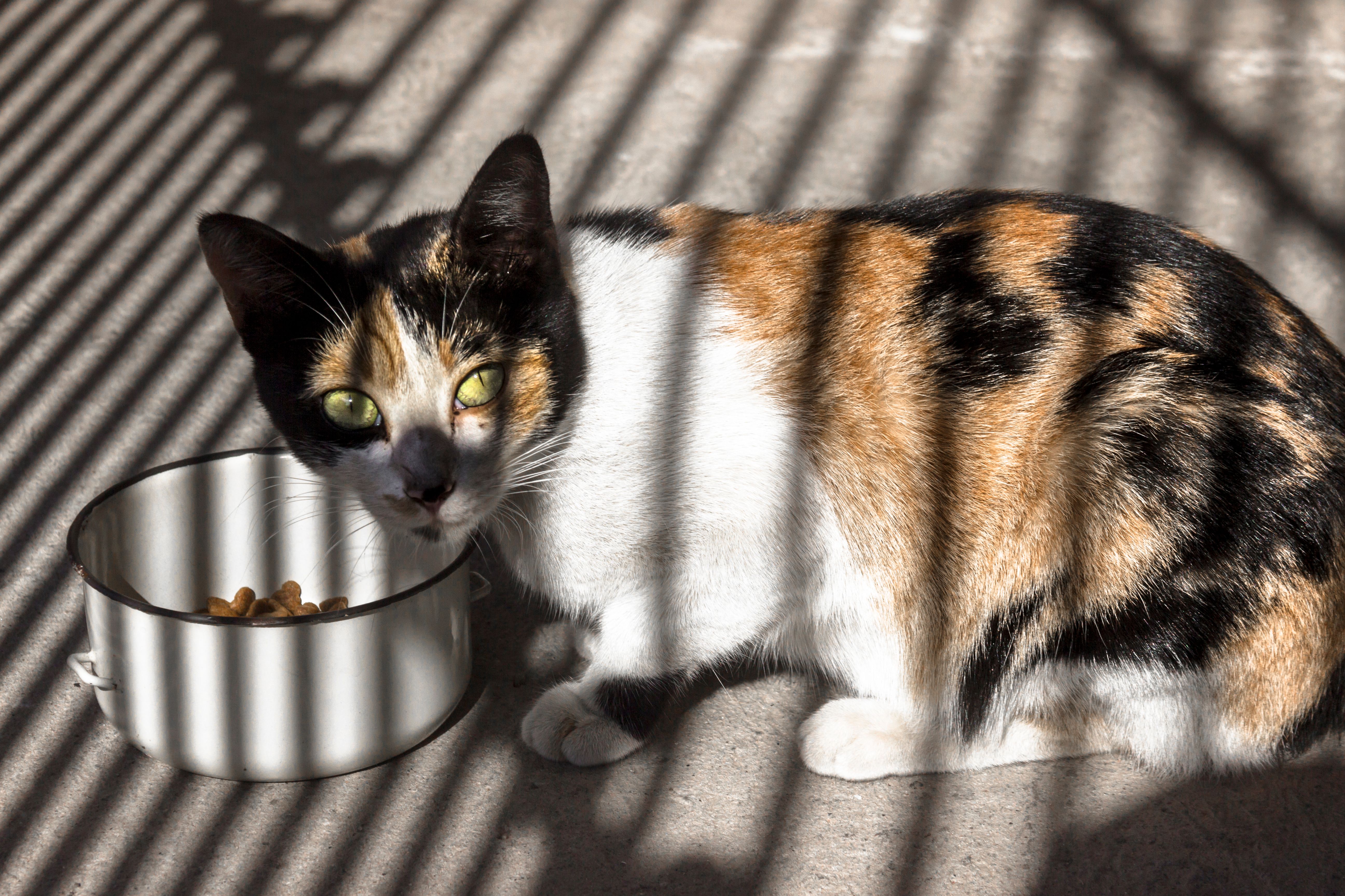 pet care, pet health, pet safety, pet grooming — Photo by roselino rocha on Pexels