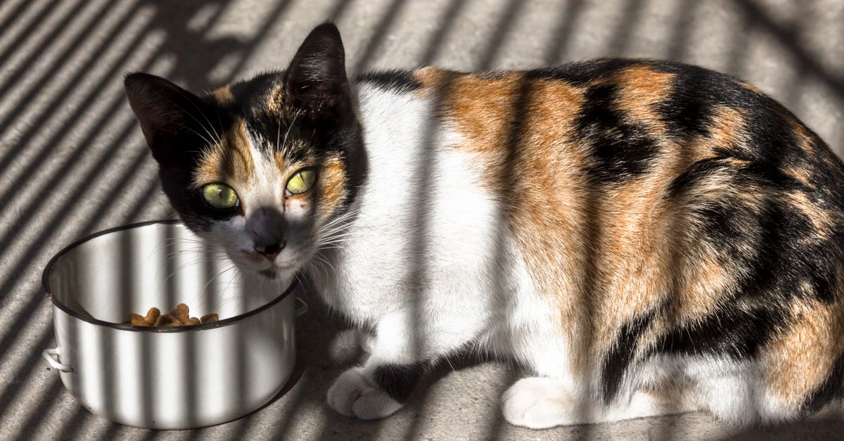 Ração Úmida ou Seca para Gatos: Qual Escolher?