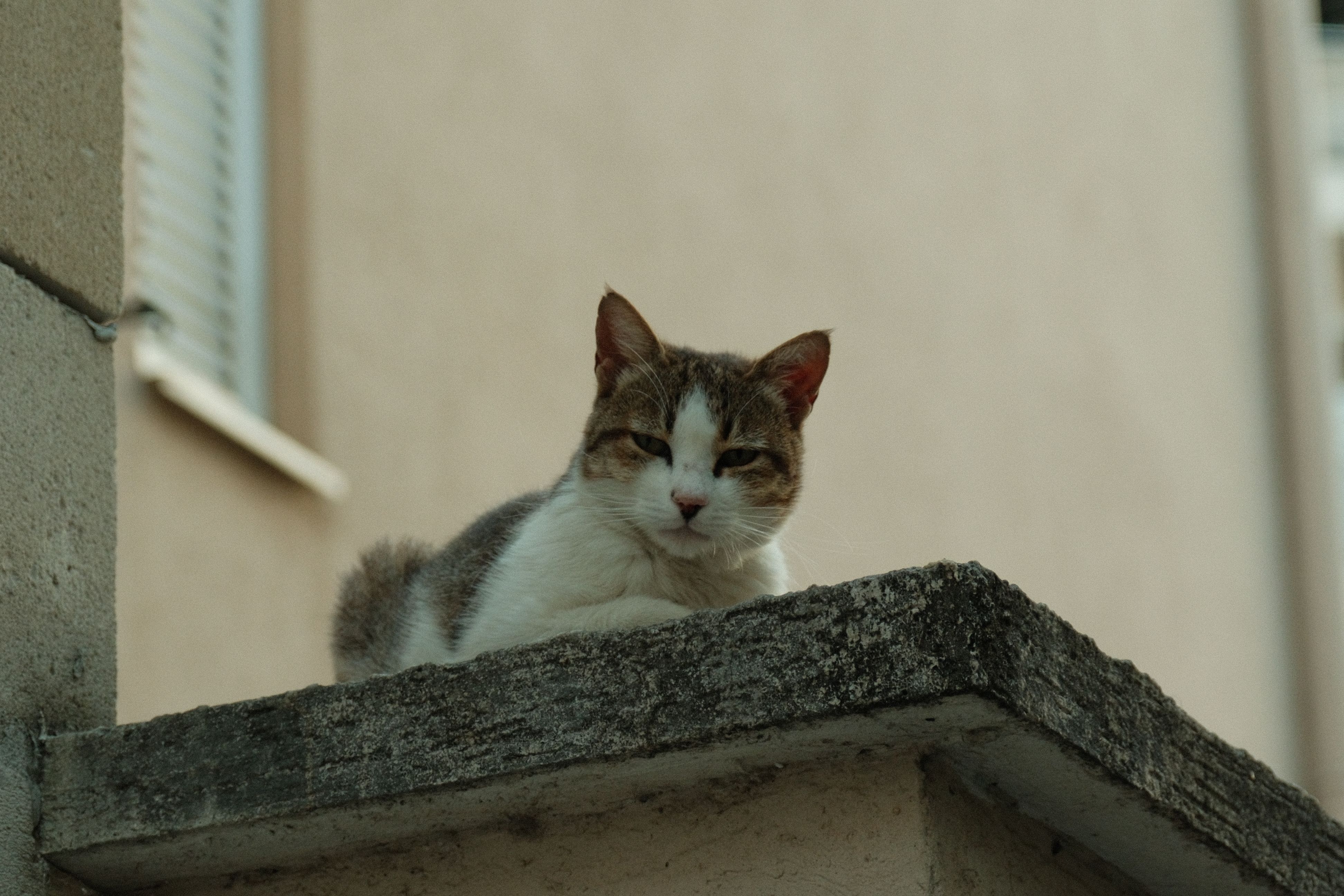 Portrait of a pet at a veterinary clinic