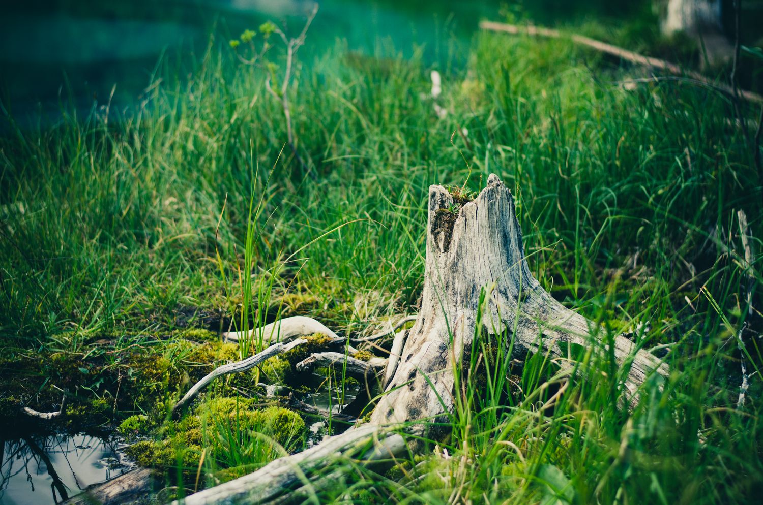 Biome Photos, Download The BEST Free Biome Stock Photos & HD Images