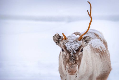 Lonely wild reindeer with broken antler grazing on empty terrain covered by snow on winter day