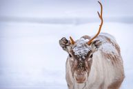 冬天，孤独的野生驯鹿在雪覆盖的空旷地形上放牧，鹿茸已经破碎