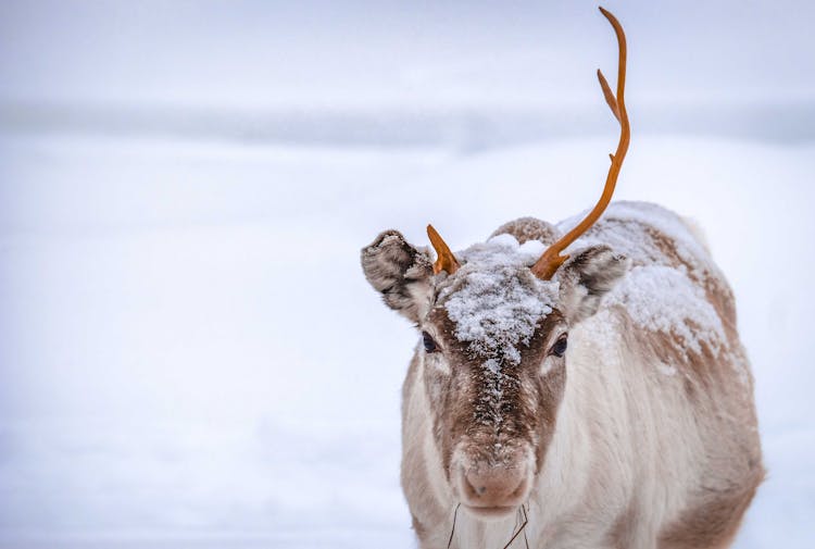 North Deer On Snowy Meadow In Winter