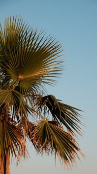 A palm tree stands against a serene sunset sky in Izmir, Türkiye.
