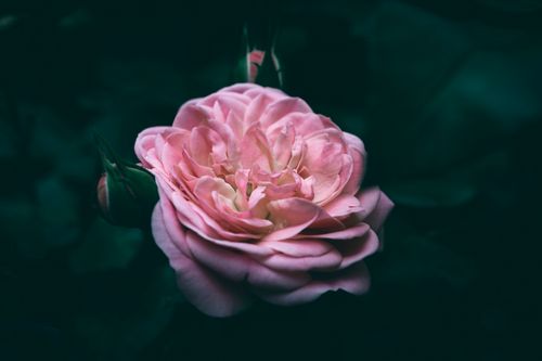 Free A beautifully bloomed pink rose with a dark background, showcasing its delicate petals and vibrant color. Stock Photo
