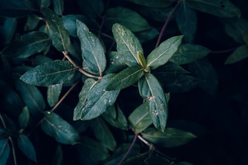 Free A detailed close-up of dark green leaves, highlighting natural freshness in the garden. Stock Photo