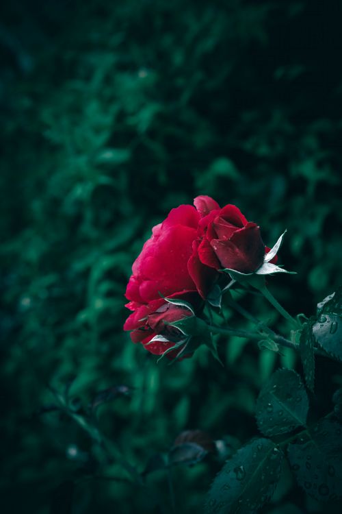 Free Vibrant red rose bloom with lush green background, captured with dew on leaves. Stock Photo