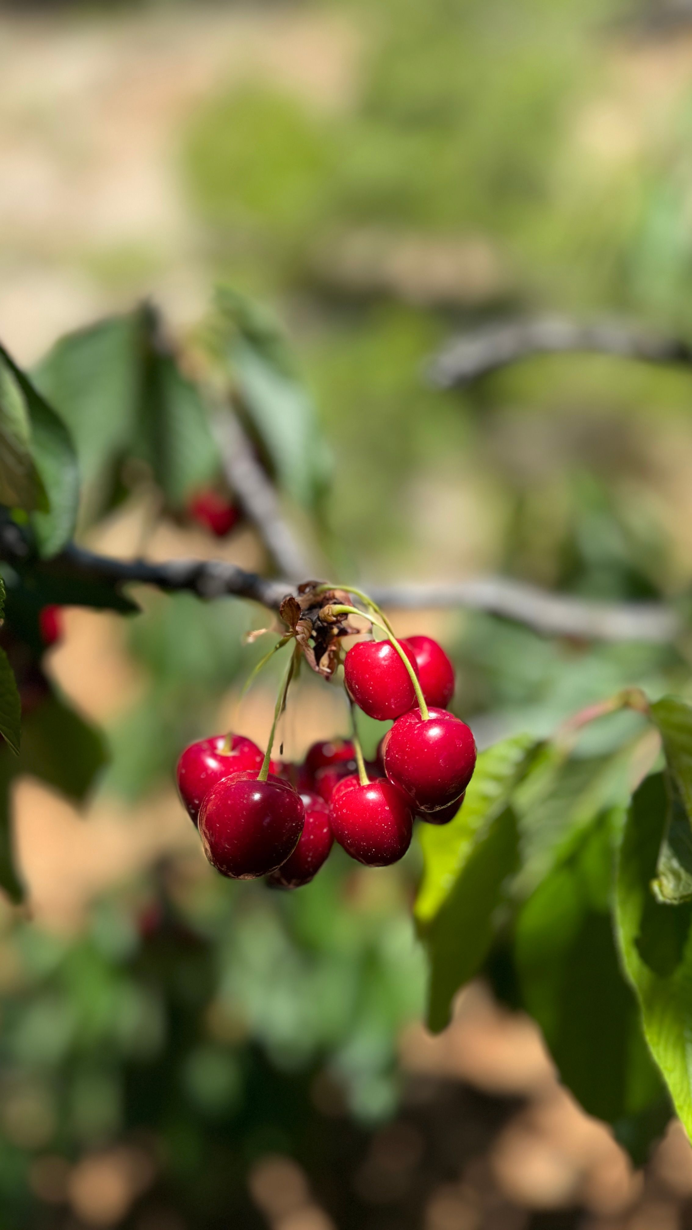 Vibrant red cherries hanging from a branch against a blurred green backdrop, showcasing nature's bounty.