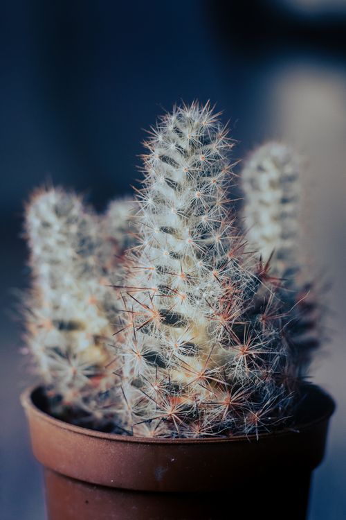 Free Detailed macro shot of a spiny cactus in a brown pot against a blurred background. Stock Photo