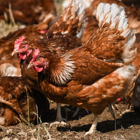 Prix d’une poule en France : tarifs 2026 et budget annuel