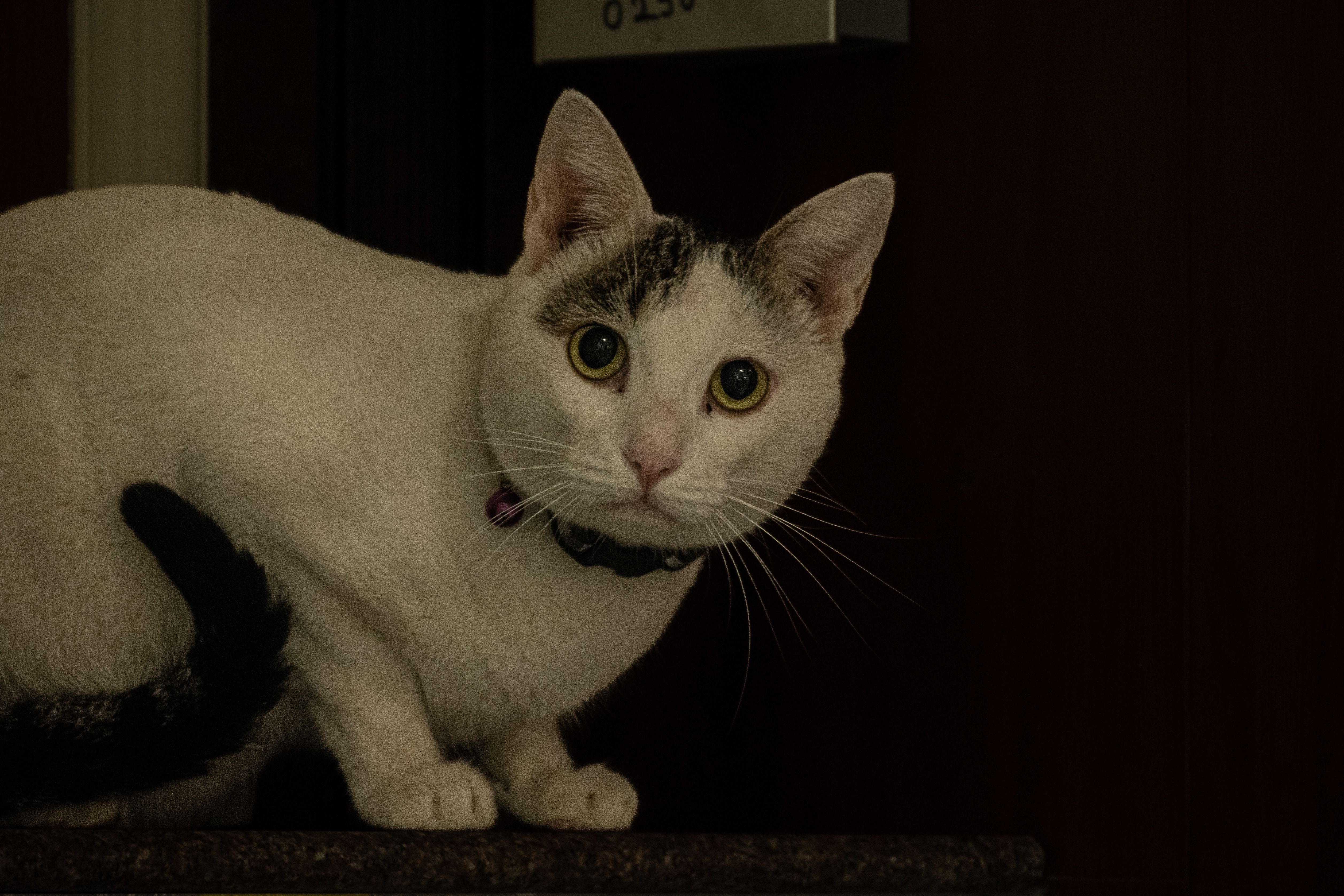 Portrait of a cat at a veterinary clinic