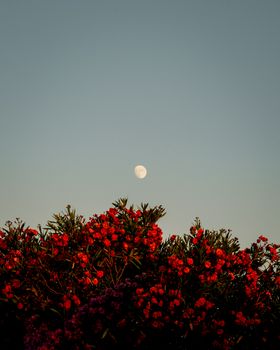 Beautiful moonrise over vibrant red oleander flowers, capturing nature's serene beauty at dusk.