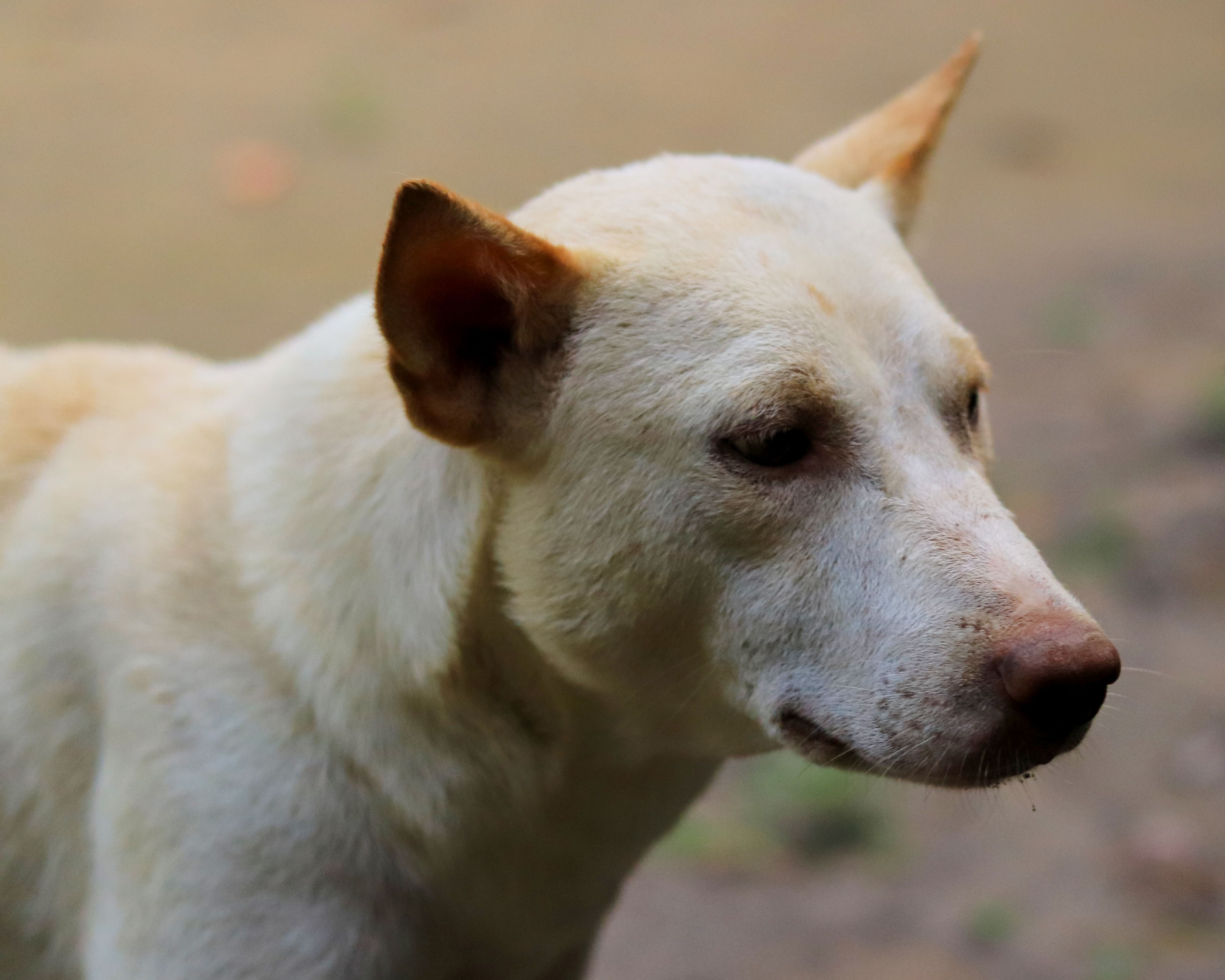 Portrait of a dog at a veterinary clinic