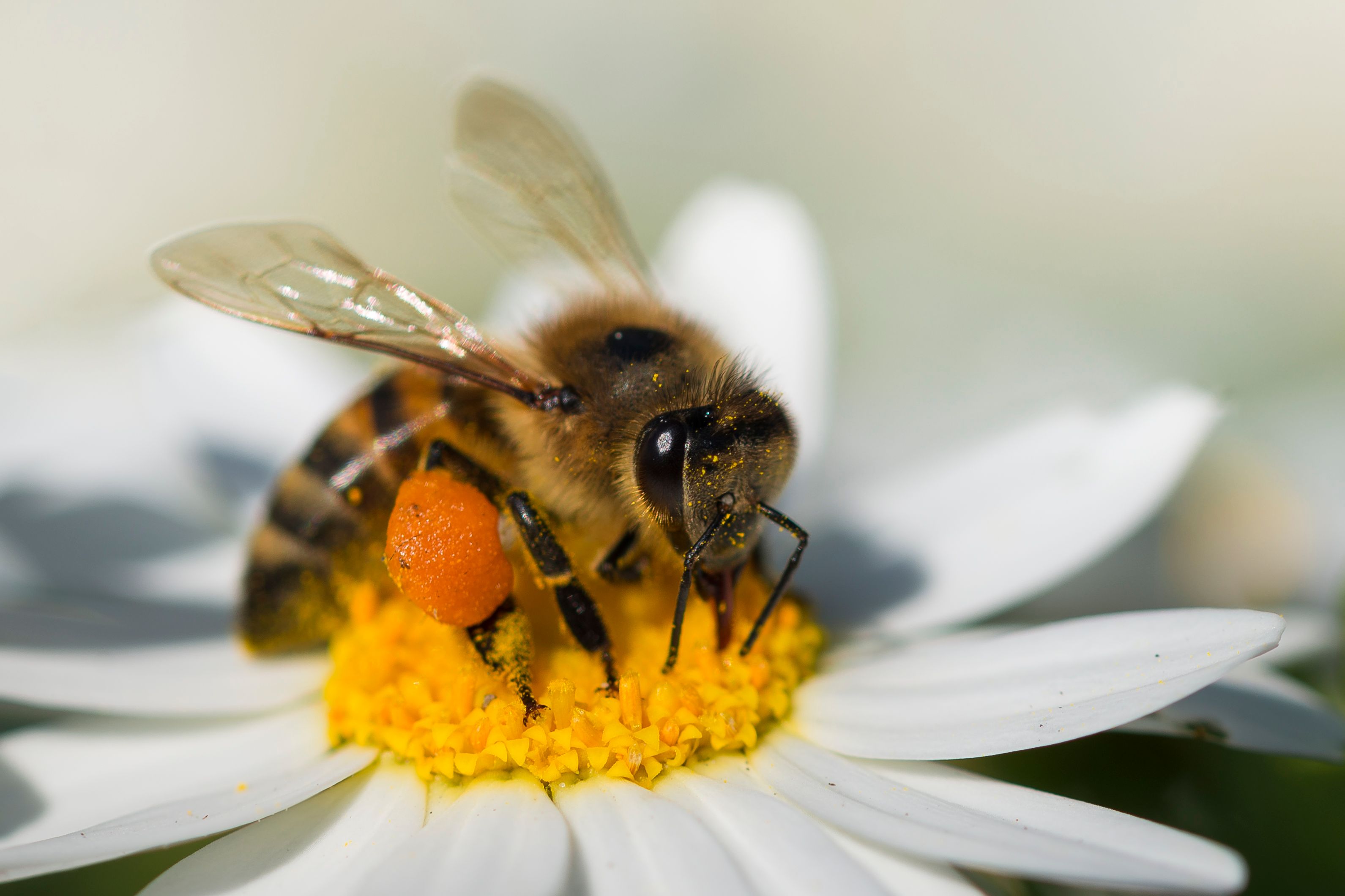Honeybee collecting pollen from flower - triggers waggle dance communication
