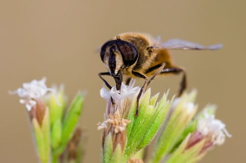 Free Macro shot of a drone fly (Eristalis tenax) feeding on white flowers, showcasing pollination. Stock Photo