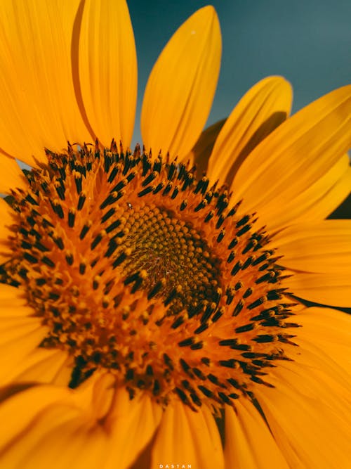 Ücretsiz Yakın çekim Fotoğrafında Sarı Ayçiçeği Stok Fotoğraflar