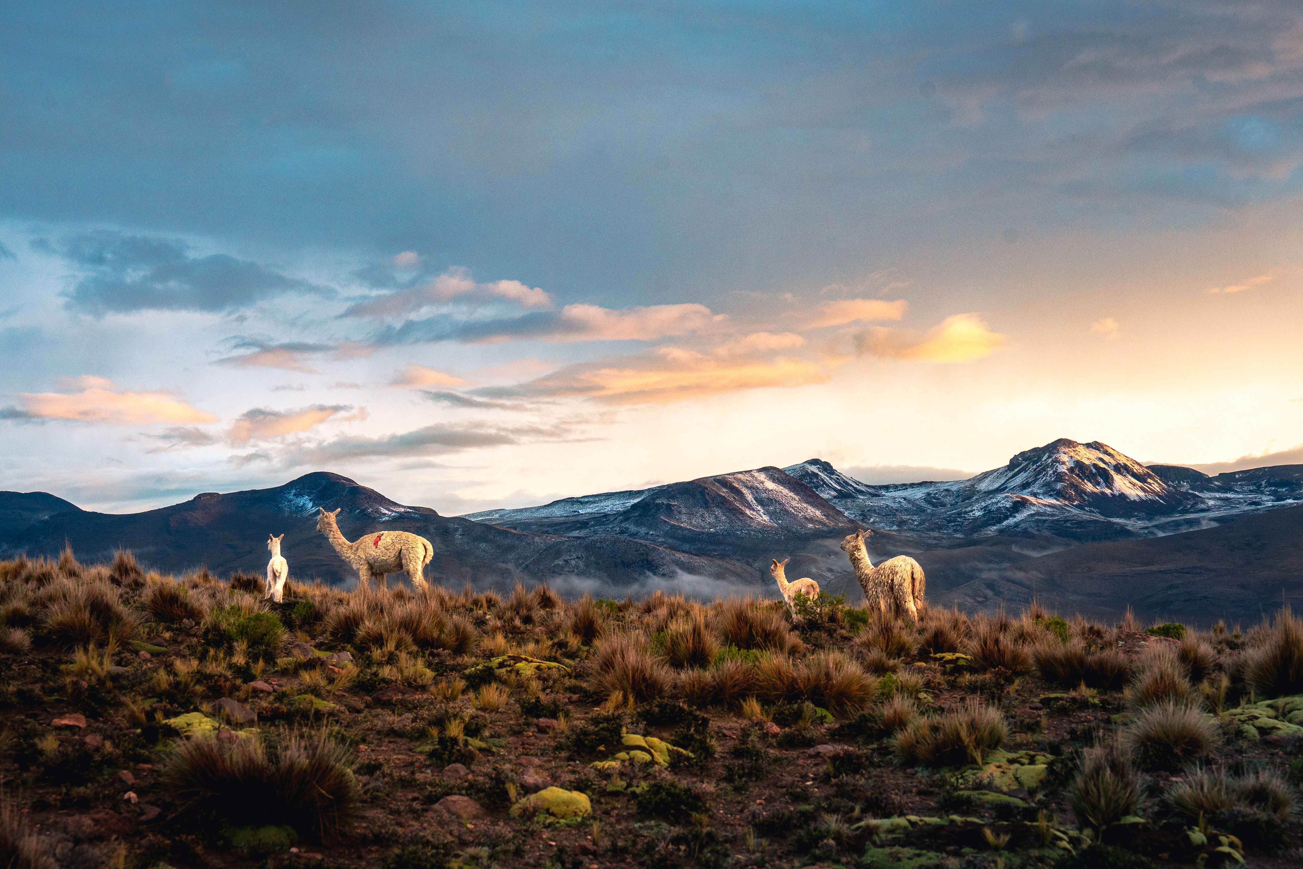 Alpacas roam a scenic Andean plain at sunset with snow-capped mountains in the background.