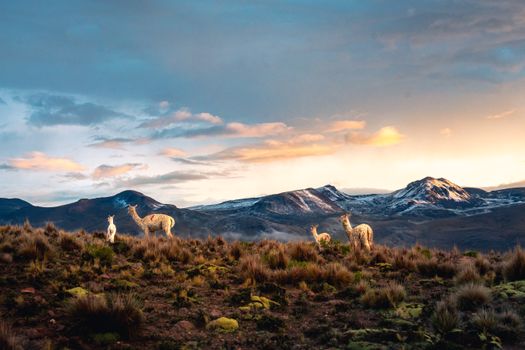 Alpacas roam a scenic Andean plain at sunset with snow-capped mountains in the background.