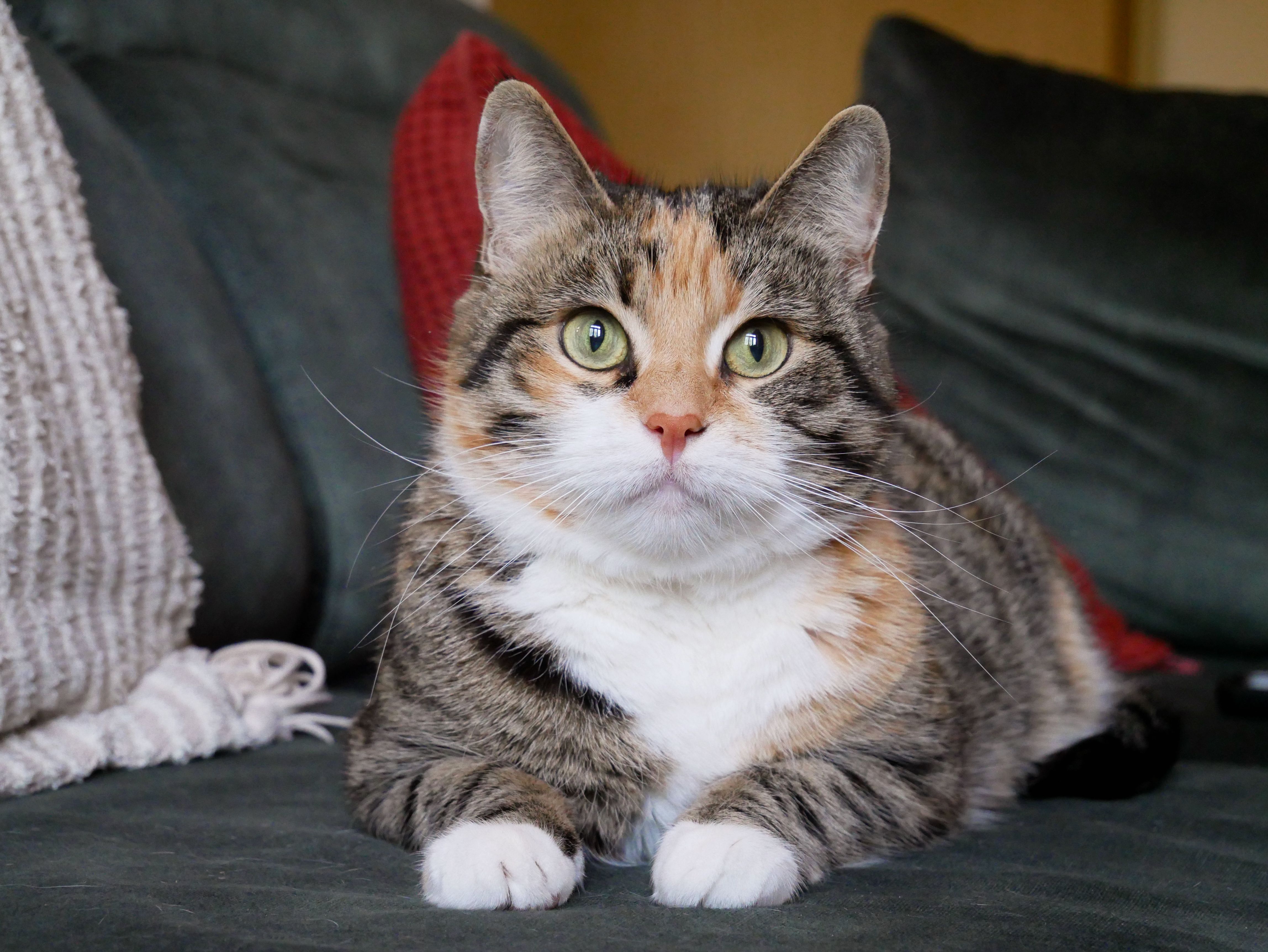 Healthcare and wellness consultation for a pet