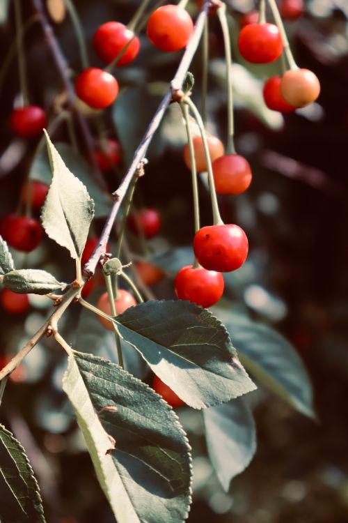 Free Vibrant red cherries hanging from a branch with green leaves, captured in natural light. Stock Photo