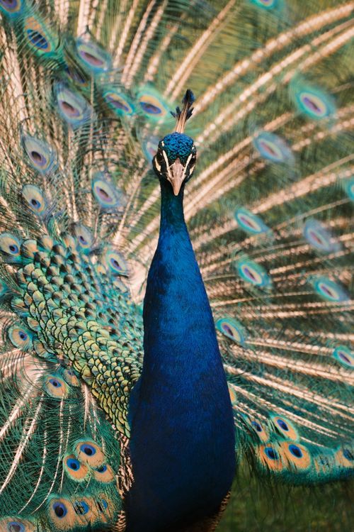 Free Close-up of a vibrant peacock displaying its feathers in Innsbruck, Austria. Stock Photo