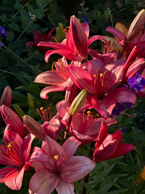 Free Close-up of vivid red lilies with lush green leaves, illuminated by sunrise light. Stock Photo