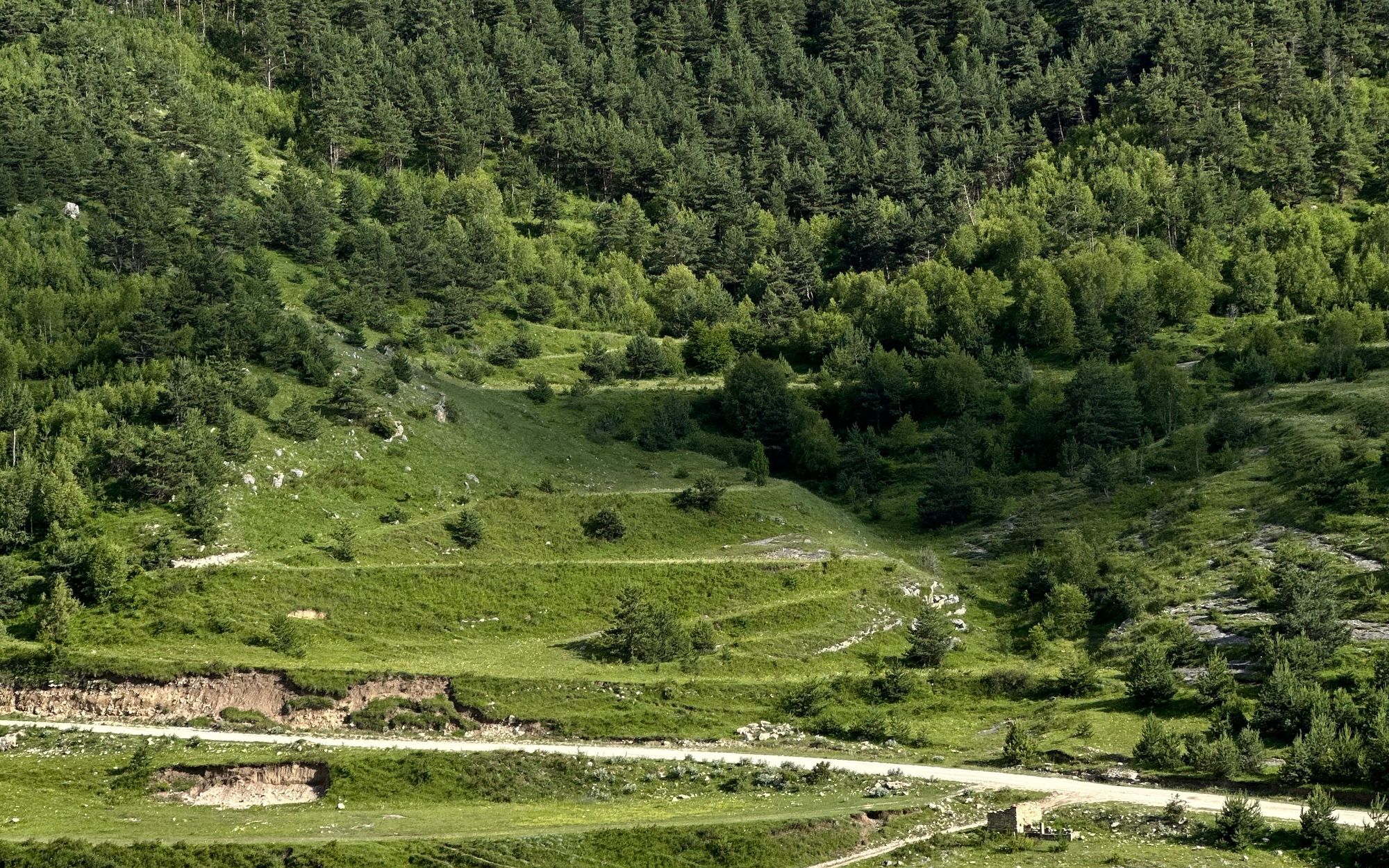 Forested valley in the Georgian highlands