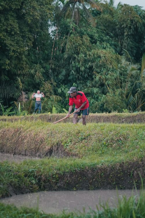 Free A farmer in a red shirt tending to a rice field, surrounded by lush greenery, emphasizing rural life. Stock Photo