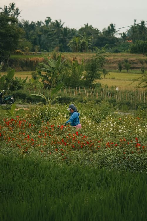 Free A farmer working in verdant rice fields with wildflowers under a serene sky, capturing rural life. Stock Photo