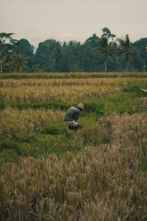 Free A farmer tending to crops in a lush field, showcasing rural life and agricultural practices. Stock Photo