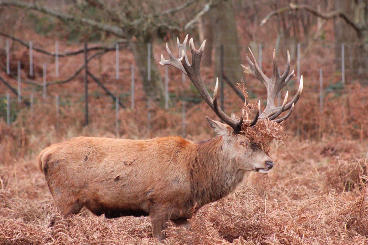 Cerf élaphe mâle et sa ramure dans le parc national de Killarney, comté de Kerry