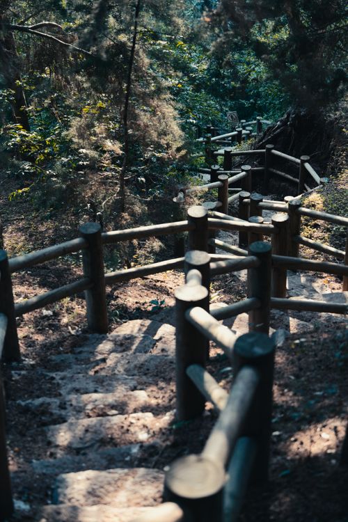 Free Serene wooden staircase in lush forest setting in Ciudad de Guatemala, perfect for nature and travel themes. Stock Photo