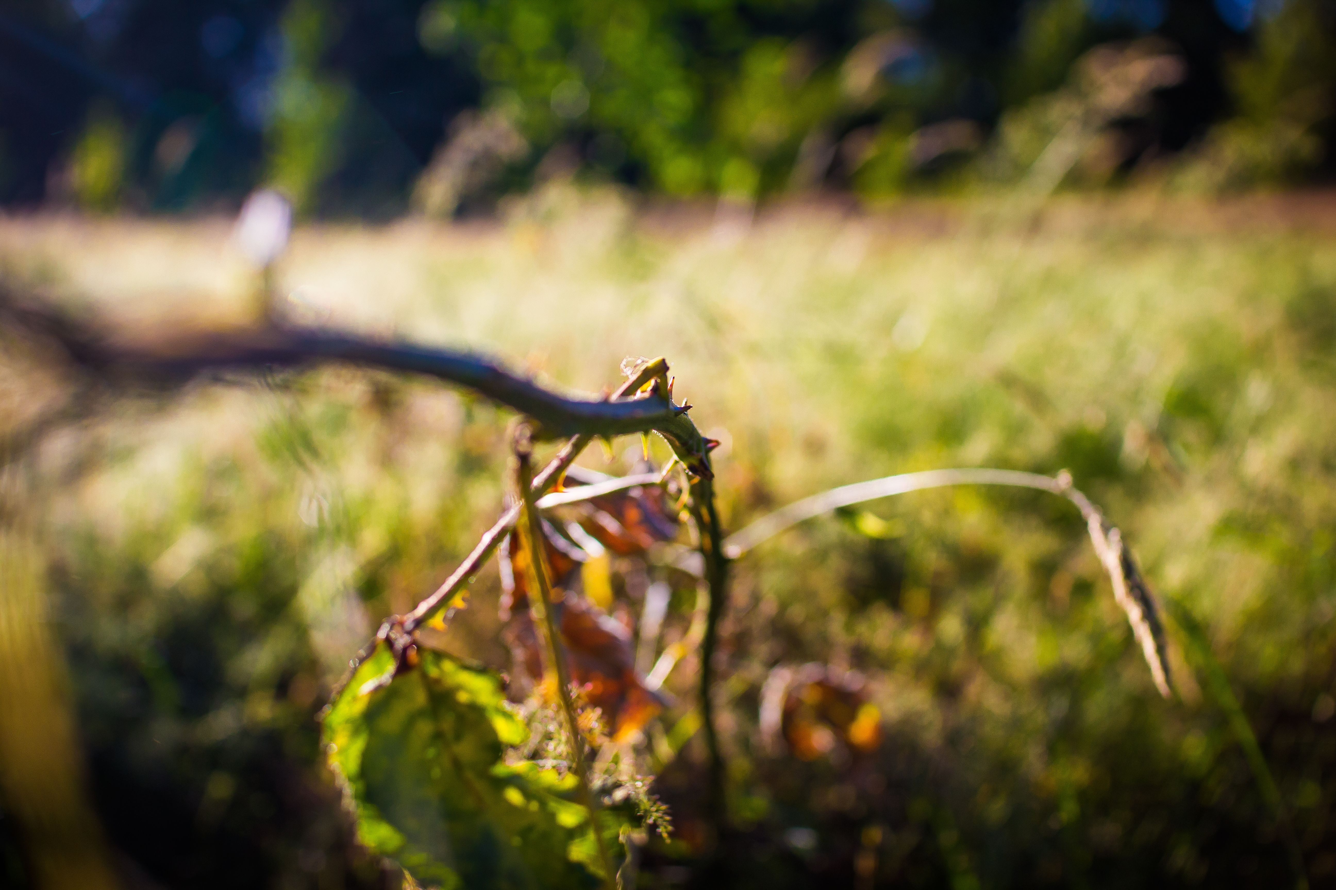 Kostnadsfria Kostnadsfri bild av anläggning, lövverk, naturlig Stock foto