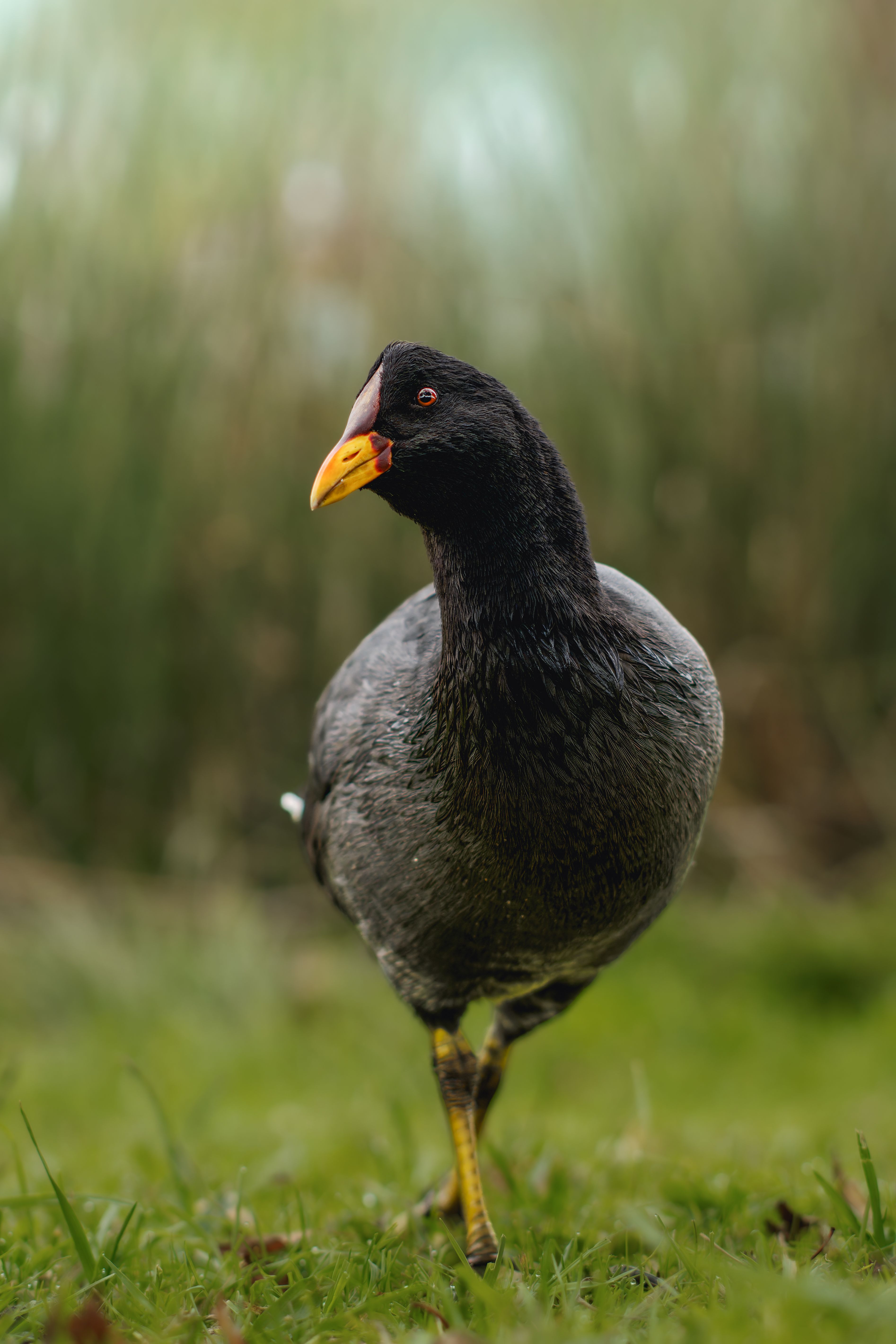 Close-up of a Chilean rail bird standing in a grassy field with blurred background.