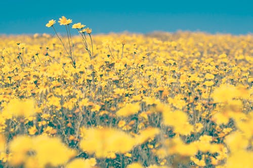 無料 黄色いタンポポ畑 写真素材