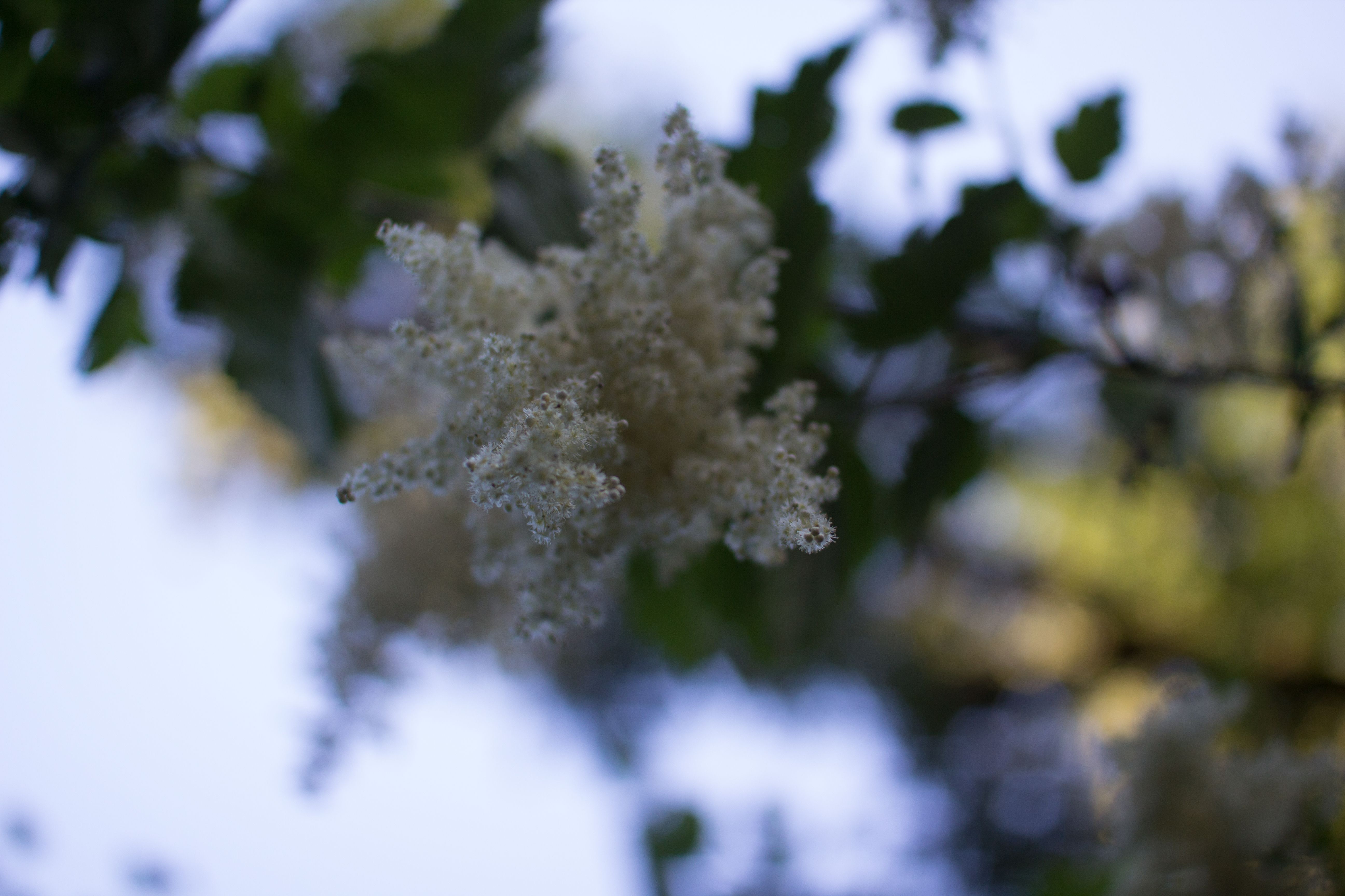 Kostnadsfria Kostnadsfri bild av anläggning, blommor, lövverk Stock foto