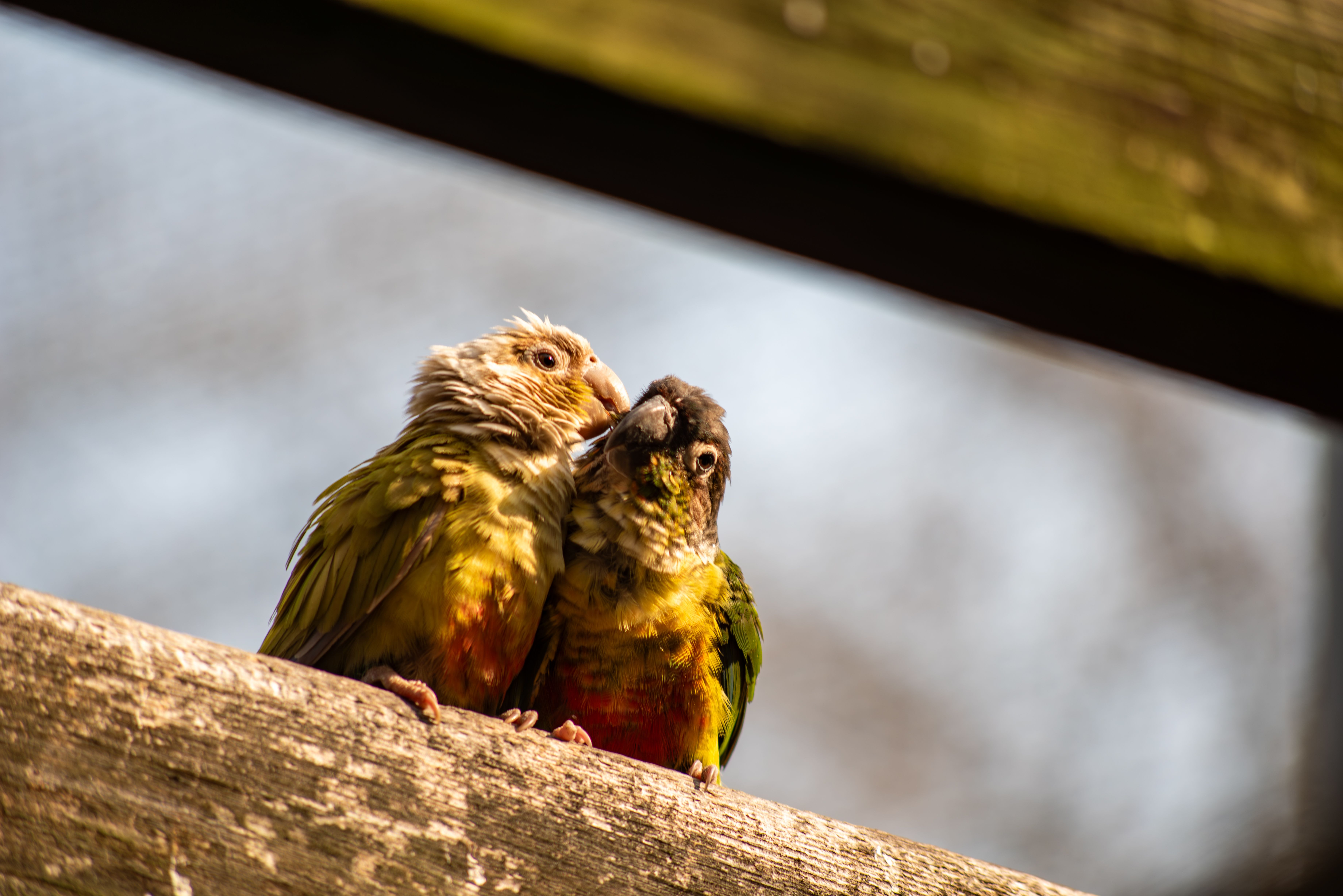 birds feel love
