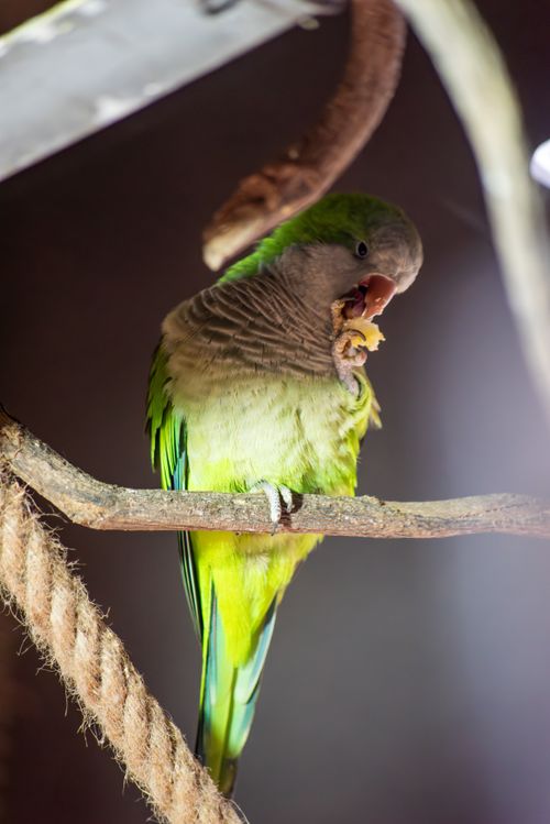 Free Colorful green parrot perched on a branch, enjoying a snack indoors. Stock Photo
