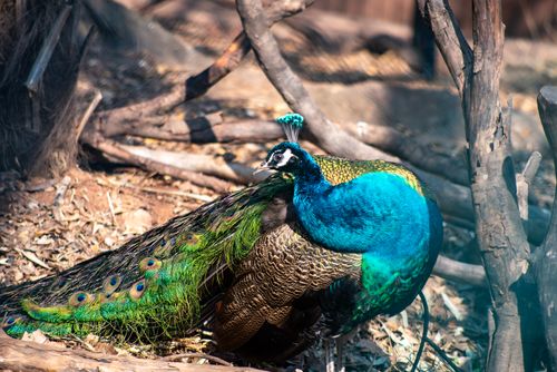 Free A vivid peacock showcasing its stunning plumage in a natural outdoor setting. Stock Photo