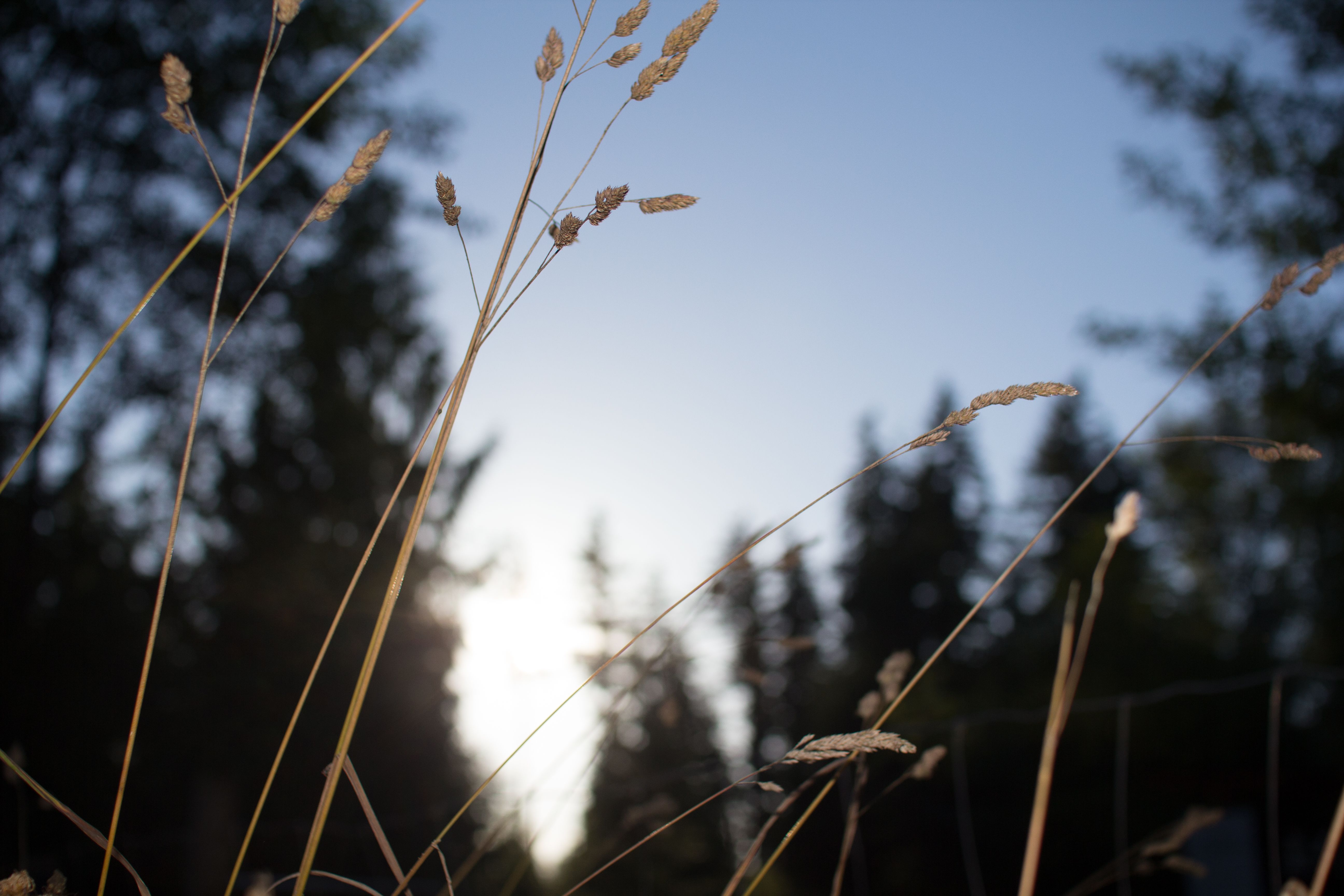 Kostnadsfria Kostnadsfri bild av anläggning, kväll, lövverk Stock foto
