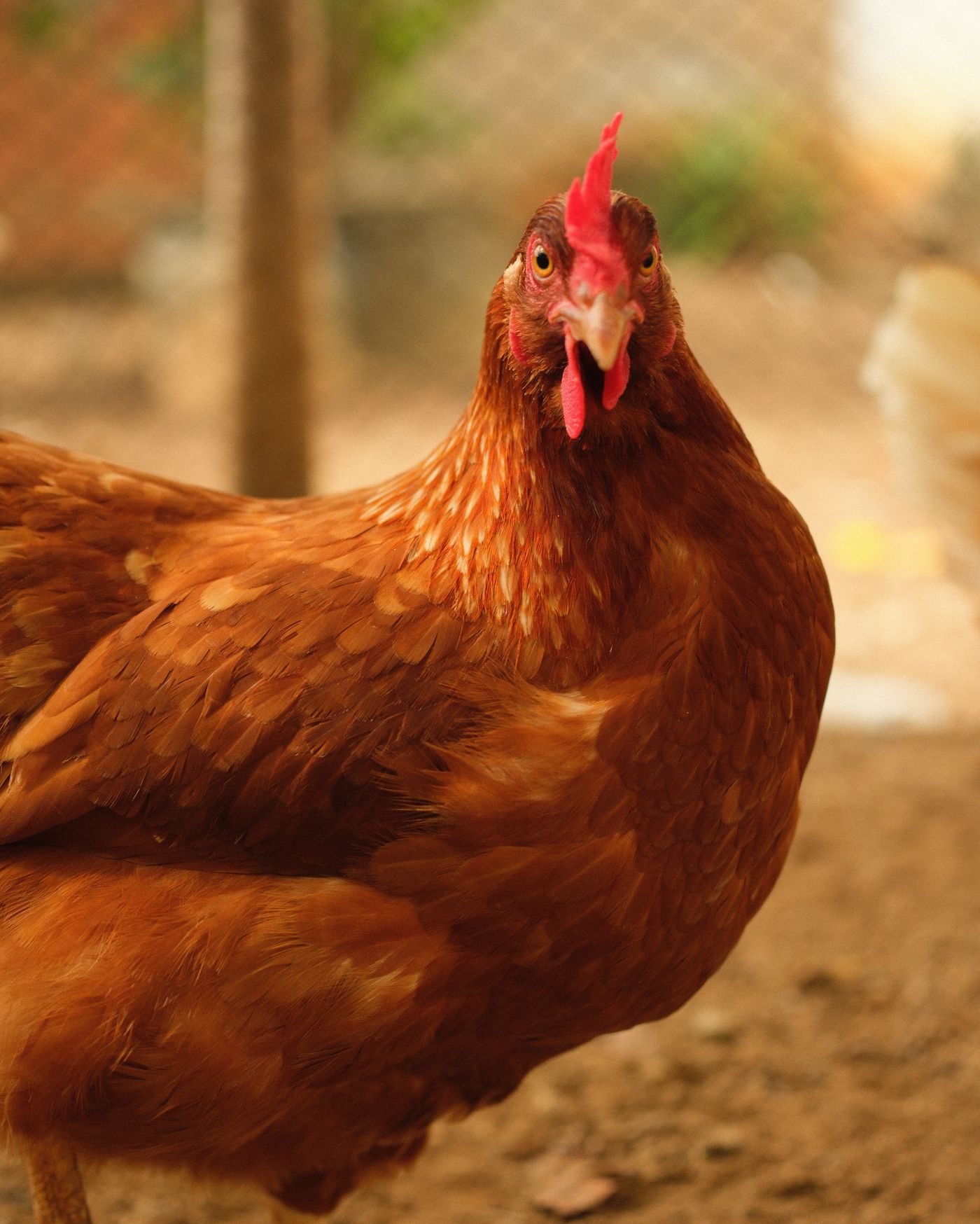 วิธีเลี้ยงไก่บ้านสำหรับมือใหม่: เริ่มต้นอย่างไรให้ถูกวิธีและลดความเสี่ยง