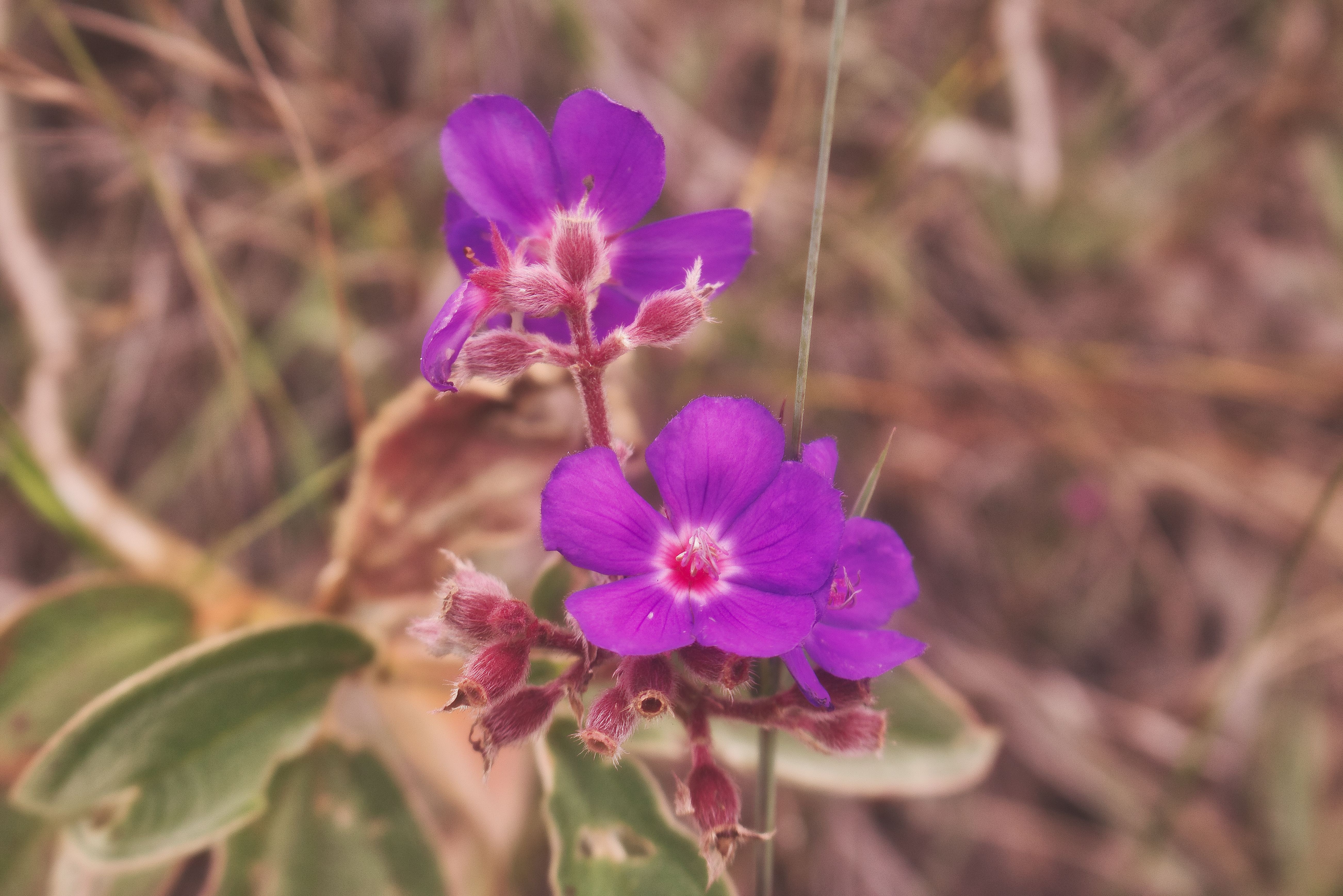 [ColoSach]-close-up-of-vibrant-purple-flowers-amidst-a-blurred-natural-background,-showcasing-detailed-petals.