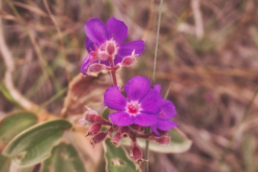 Close-up of vibrant purple flowers amidst a blurred natural background, showcasing detailed petals.