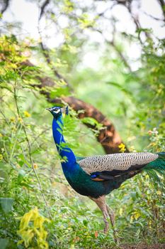 peacock photo