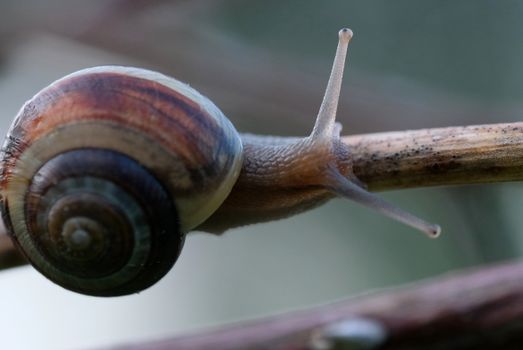Macro shot of a garden snail with a spiral shell climbing on a twig outdoors.