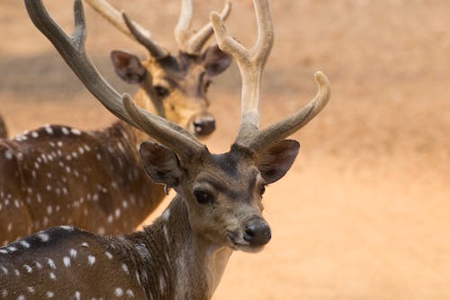 Brown and White Deer in Close Up Photography