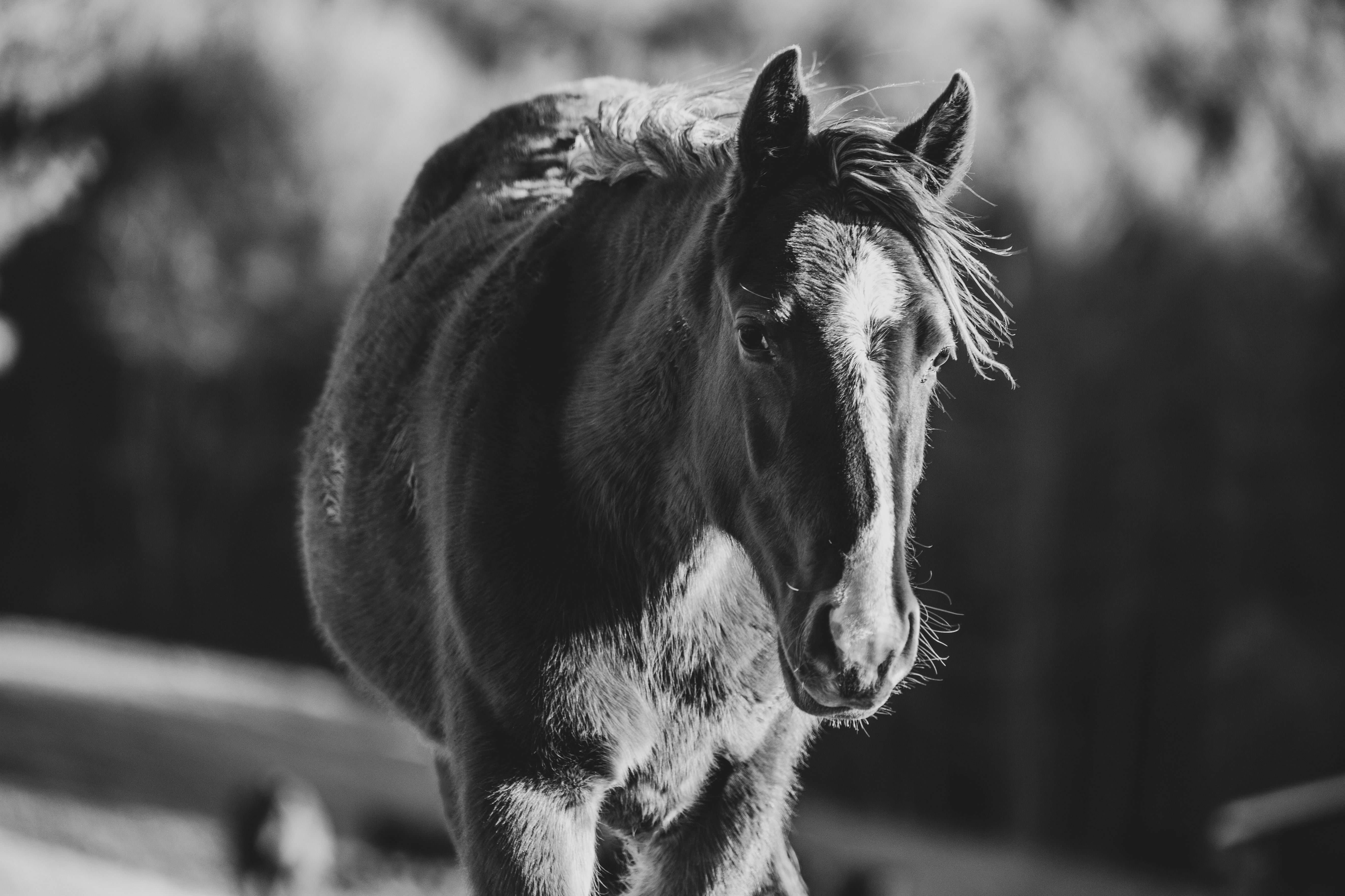 Portrait of a horse at a veterinary clinic