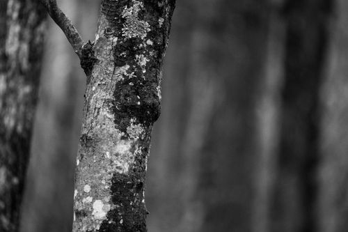 Free A detailed black and white close-up of tree bark in a forest setting, highlighting texture. Stock Photo