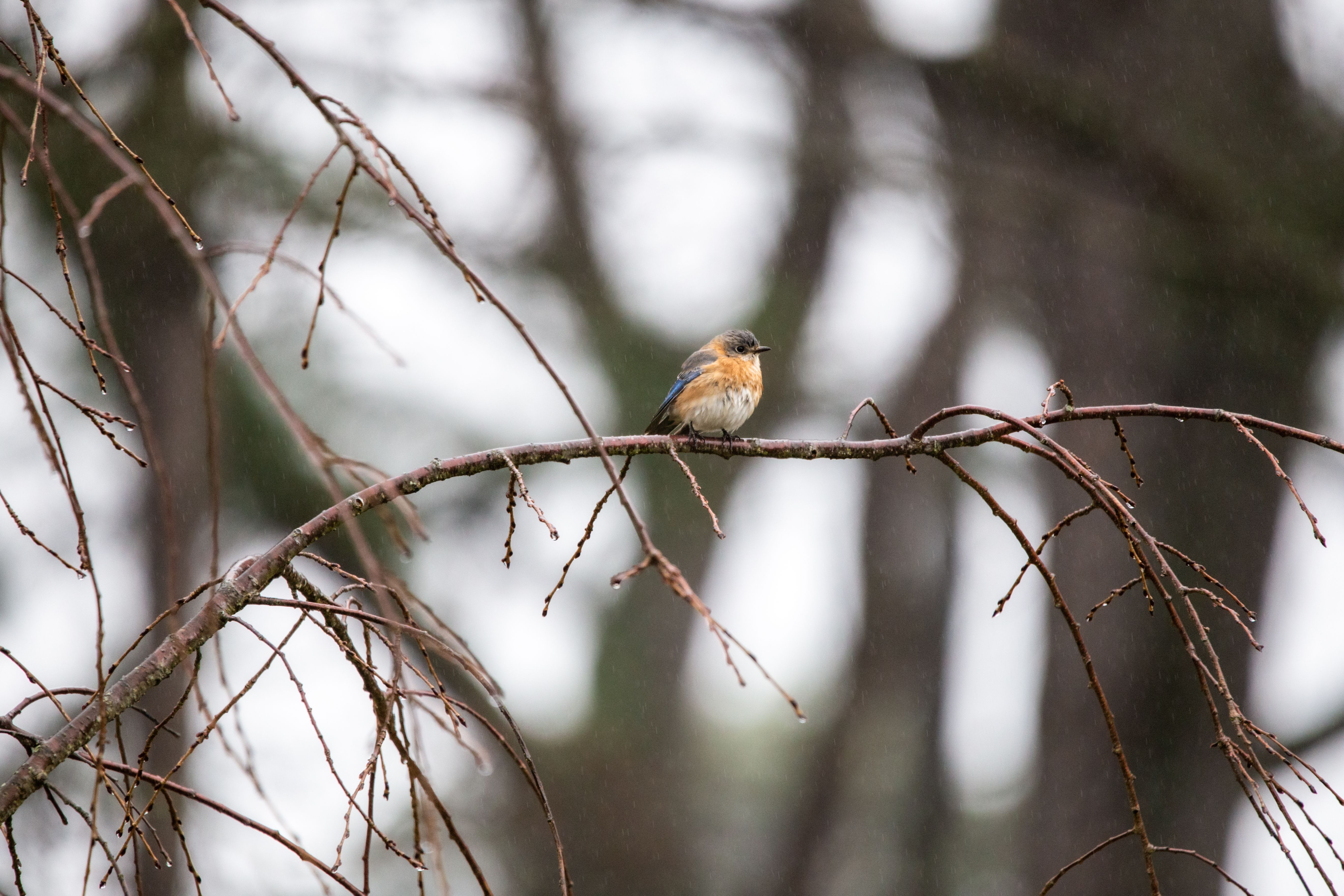 A lone bird rests on a branch amidst a rainy forest backdrop, capturing a serene and natural moment.